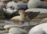 The commonest small wader found along the coast. It has a slightly down-curved bill and a distinctive black belly patch in breeding plumage. It feeds in flocks in winter, sometimes numbering thousands, roosting on nearby fields, saltmarshes and shore when the tide is high.